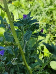 Echium tuberculatum