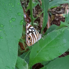 Dynamine postverta postverta