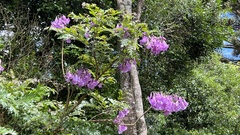 Jacaranda mimosifolia