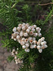 Ozothamnus diosmifolius