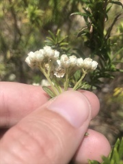Ozothamnus diosmifolius