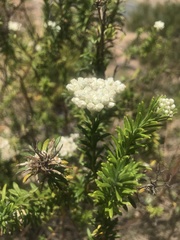 Ozothamnus diosmifolius