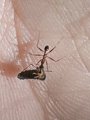 Pheidole