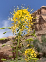 Cleomella lutea