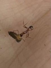Pheidole