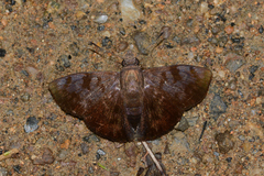 Pellicia vecina