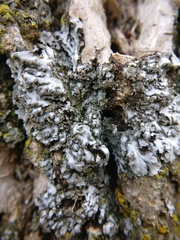 Physconia leucoleiptes