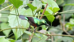 Cinnyris chloropygius
