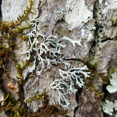 Heterodermia appalachensis