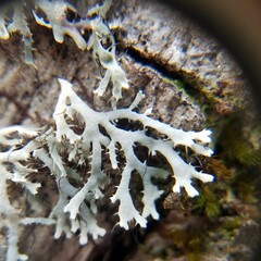 Heterodermia appalachensis