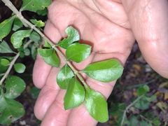 Randia obcordata
