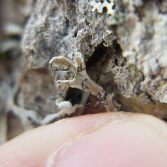 Heterodermia appalachensis