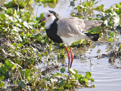 Vanellus crassirostris