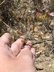 Epacris