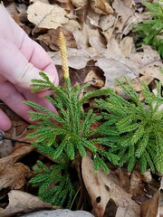 Dendrolycopodium