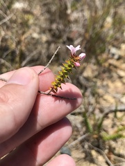 Epacris
