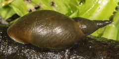 Lymnaea stagnalis