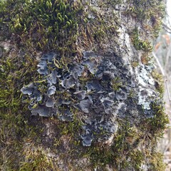 Leptogium hirsutum