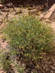 Encelia resinifera