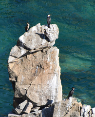 Phalacrocorax capillatus