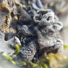 Leptogium hirsutum