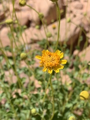 Encelia resinifera