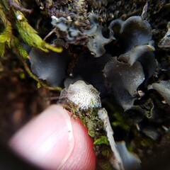Leptogium hirsutum