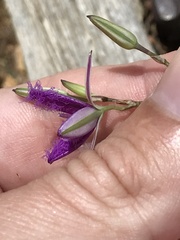 Thysanotus tuberosus