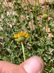 Encelia resinifera