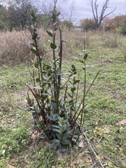 Laurus nobilis