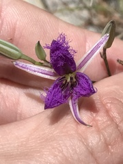 Thysanotus tuberosus