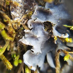 Leptogium hirsutum