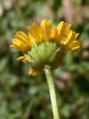 Encelia resinifera