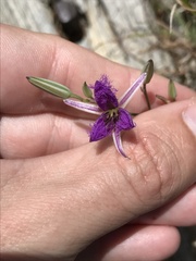 Thysanotus tuberosus