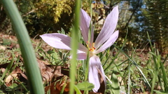 Crocus pallasii