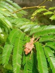 Platyomus nodipennis