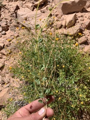 Encelia resinifera