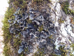 Leptogium hirsutum
