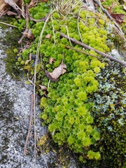 Rhodobryum