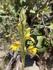 Chloraea