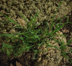 Poa annua