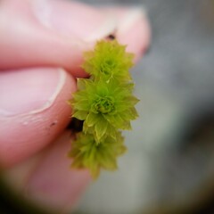 Rhodobryum
