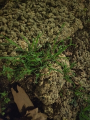 Poa annua