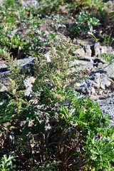 Artemisia littoricola
