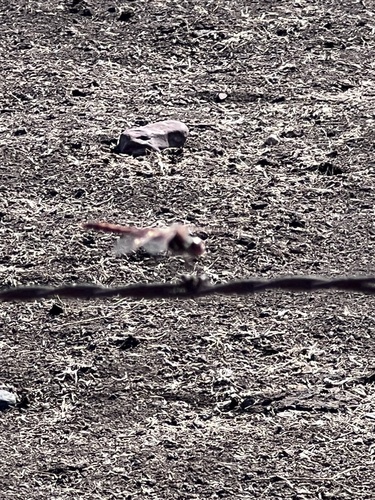 iNaturalist observation photo of Skimmers