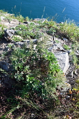 Artemisia littoricola