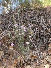 Lygodesmia juncea