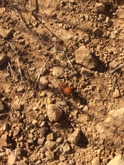 Dasymutilla californica