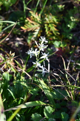 Silene foliosa