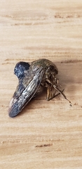 Telamona